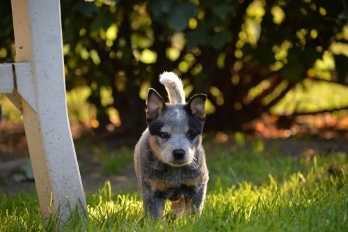 HILLARY - female - 7 weeks old